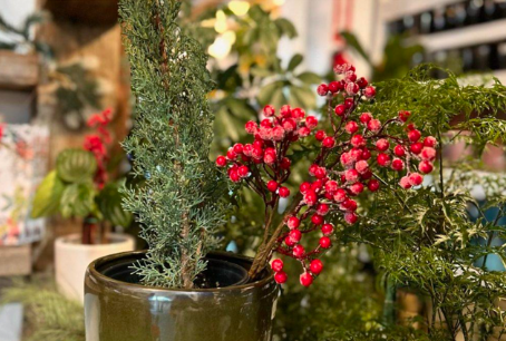 Urban Jungle: Deck The Halls This Holiday Season With Plants