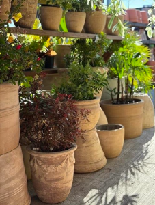 Where Santa Monica Plant Lovers Go for TLC: Urban Jungle