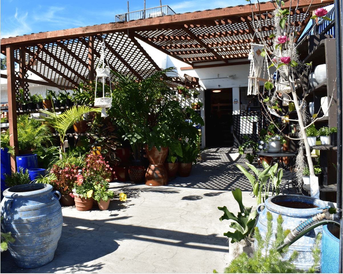 Urban Jungle storefront exterior